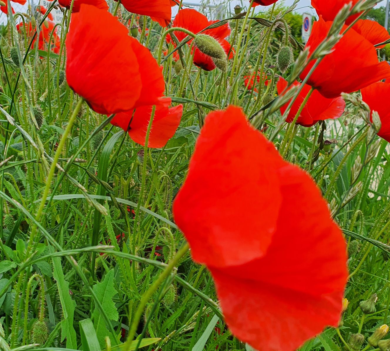Blumen-Klatschmohn-Z-XS-20230523_105900